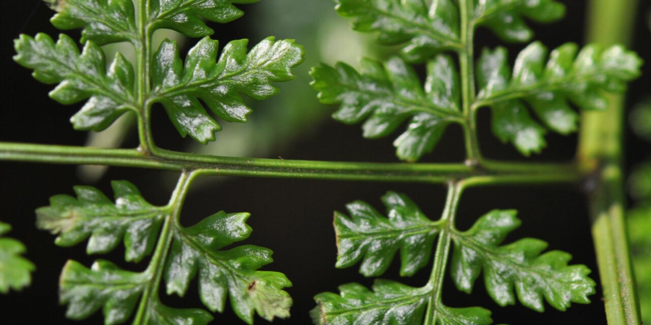 Dryopteris arborescens