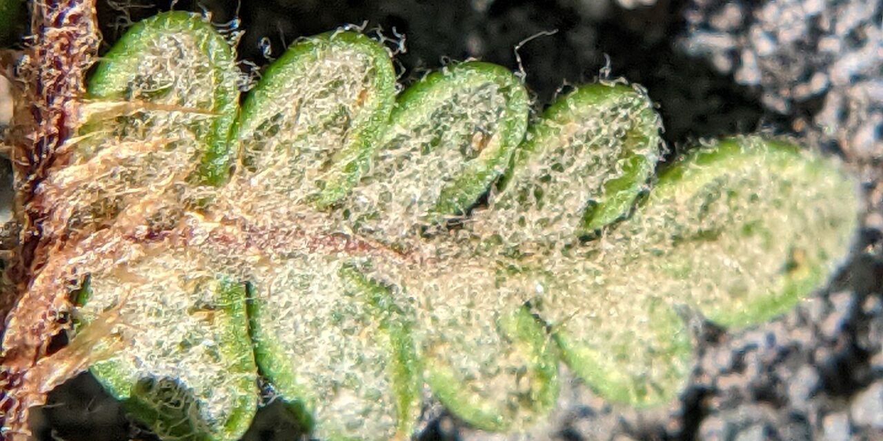 Myriopteris rufa