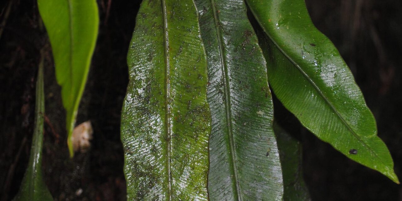 Elaphoglossum novoguineense
