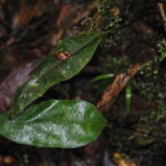 Elaphoglossum papillosum