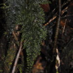 Hymenophyllum microcarpum