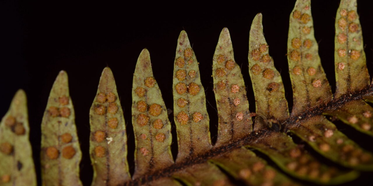 Ceradenia cf. spixiana