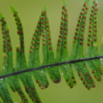 Lellingeria oreophila