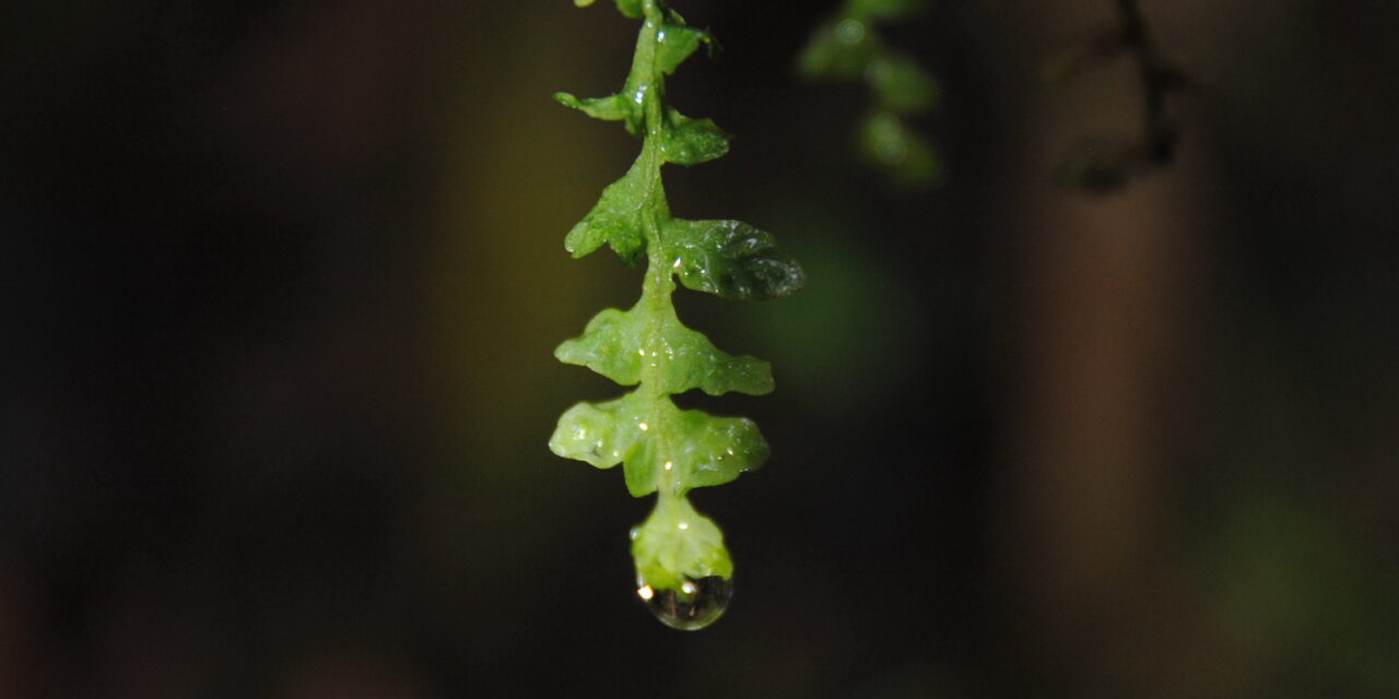Lellingeria phlegmaria
