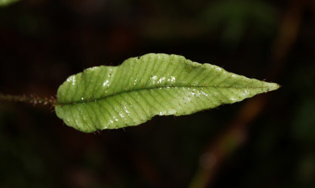 Elaphoglossum lloense