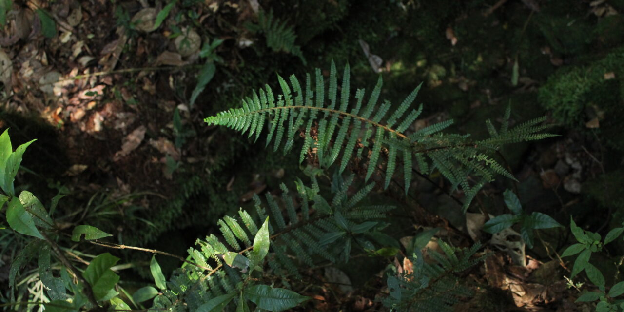 Polystichum mexiae