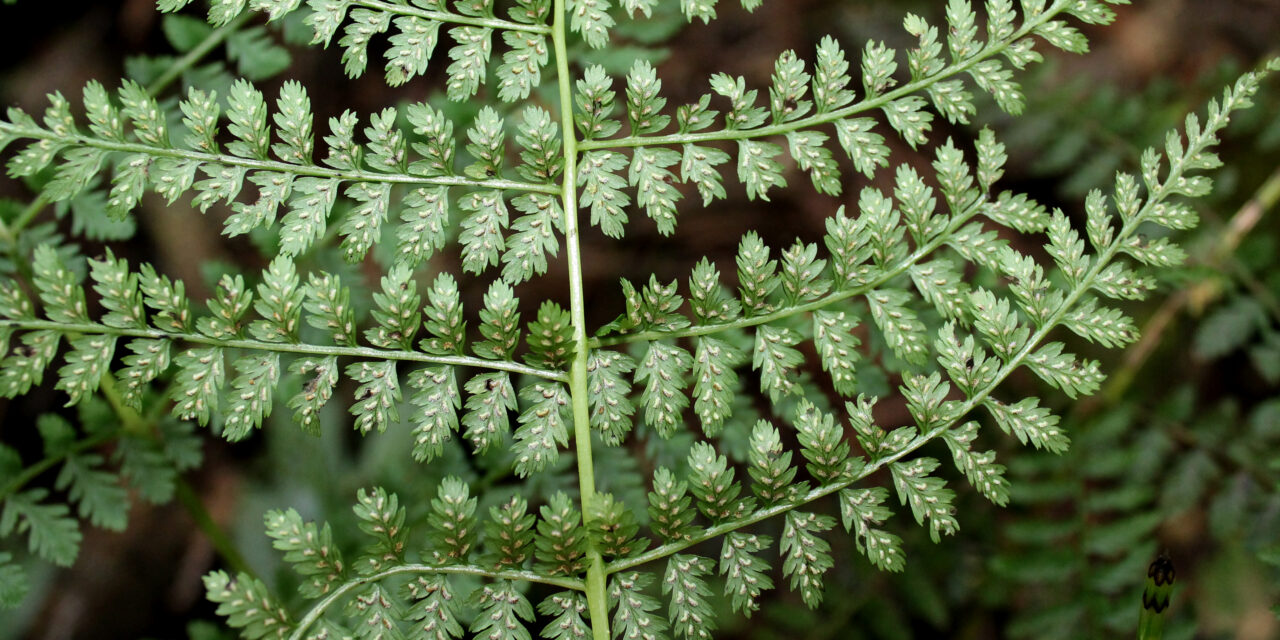 Athyrium arcuatum