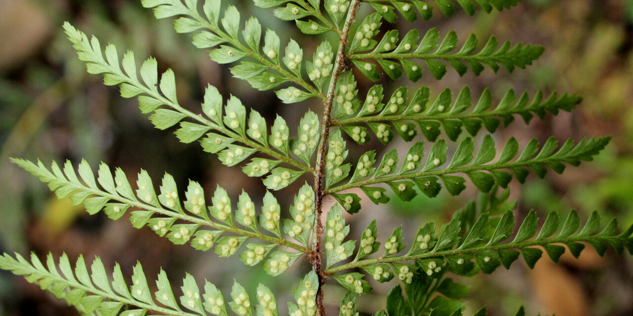 Polystichum muricatum