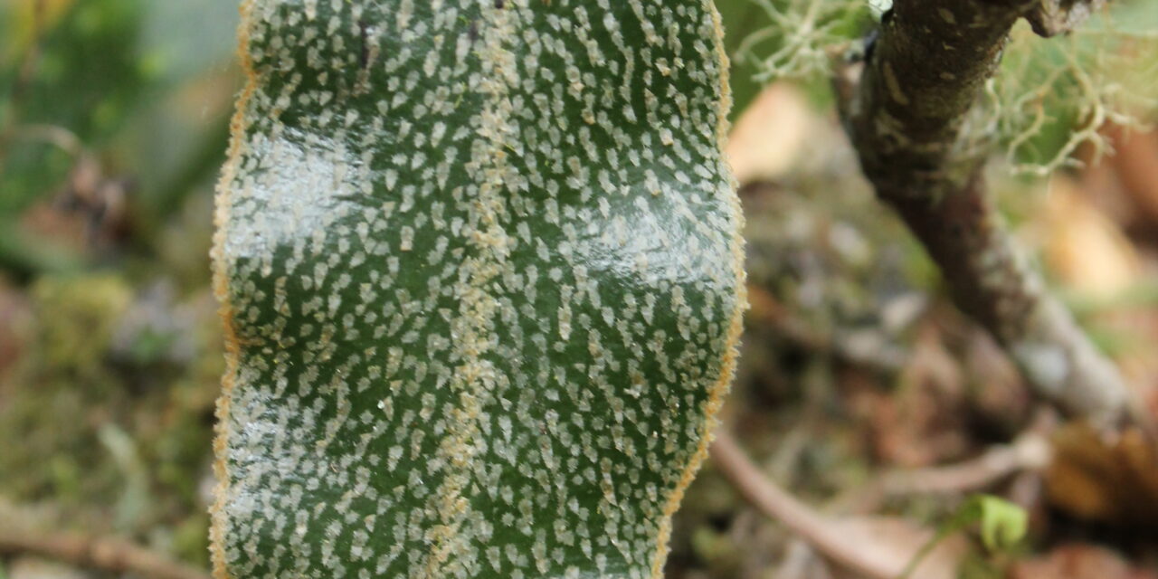 Elaphoglossum lehmannianum