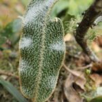 Elaphoglossum lehmannianum