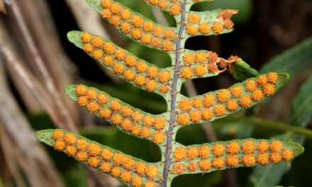 Pleopeltis buchtienii
