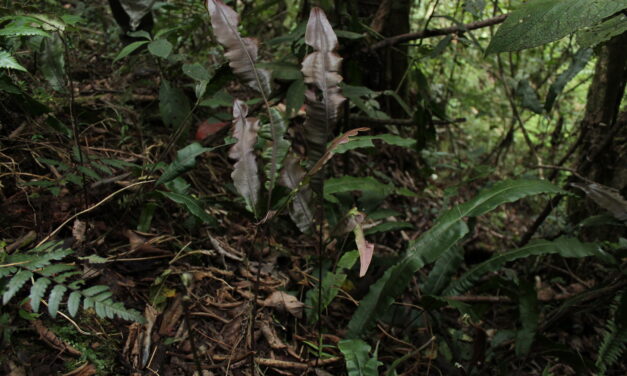 Salpichlaena volubilis subsp. amazonica
