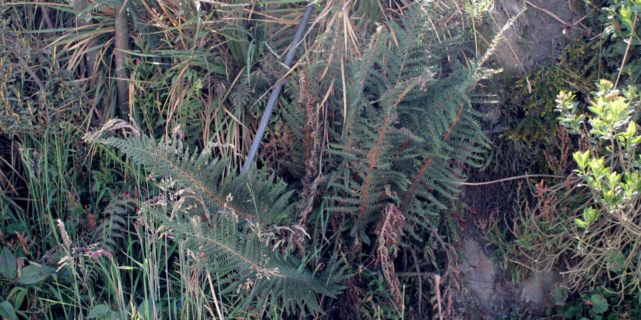 Polystichum paramicola
