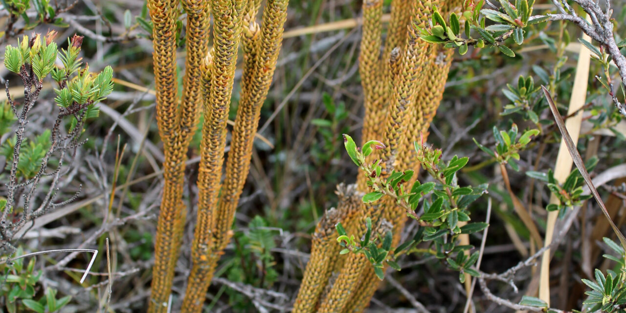Phlegmariurus ocananus