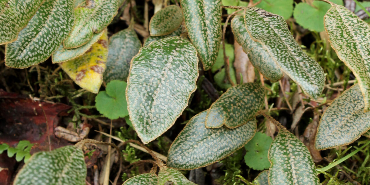 Elaphoglossum