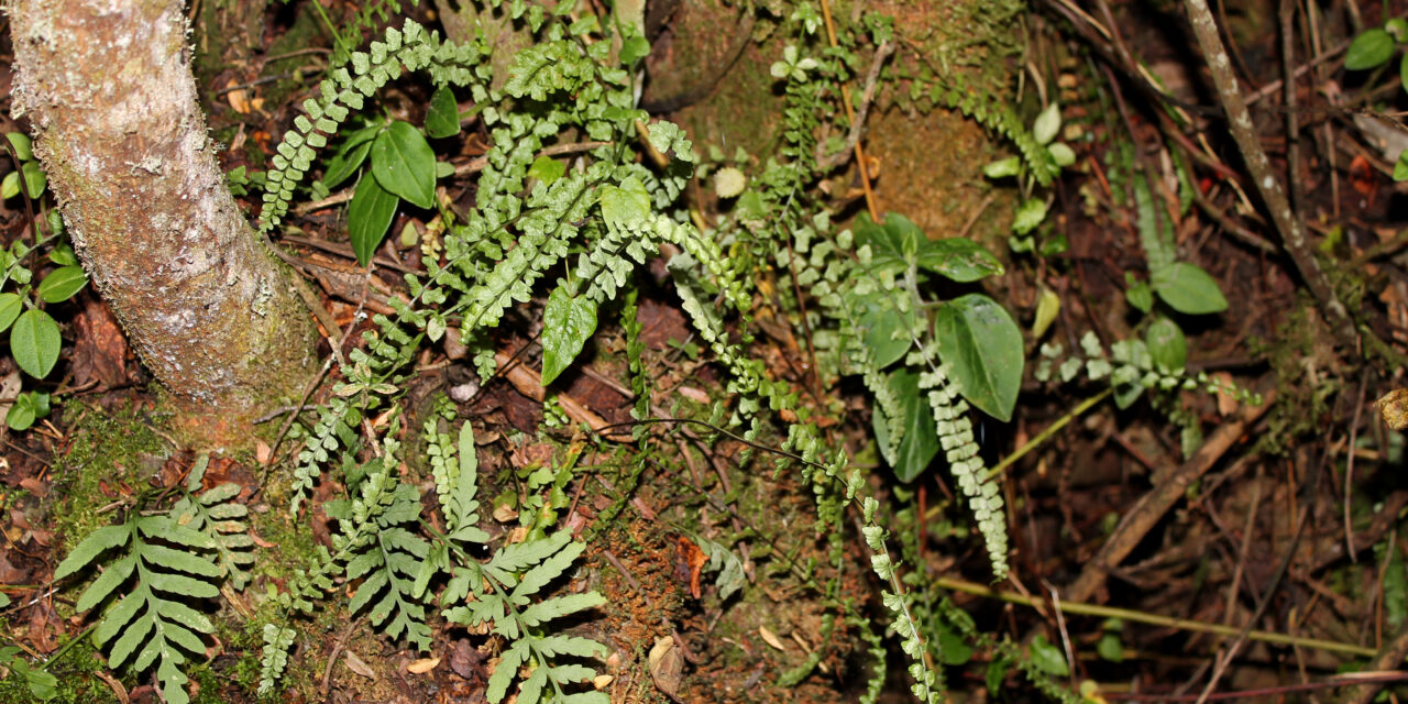 Asplenium fragile