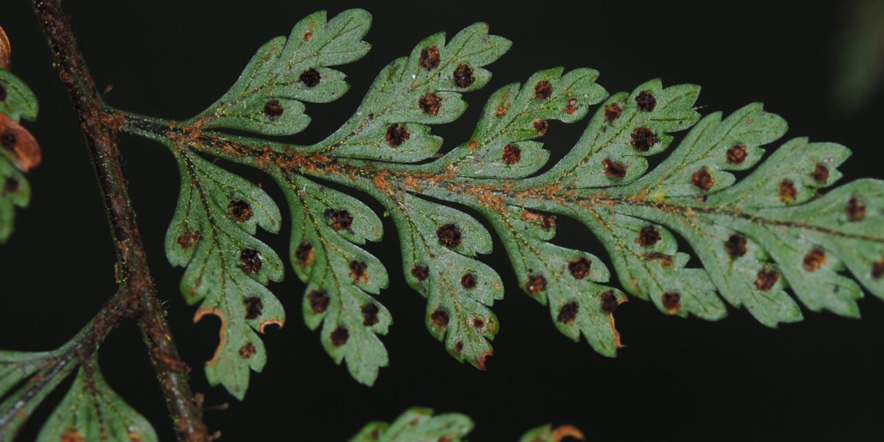 Lastreopsis killipii