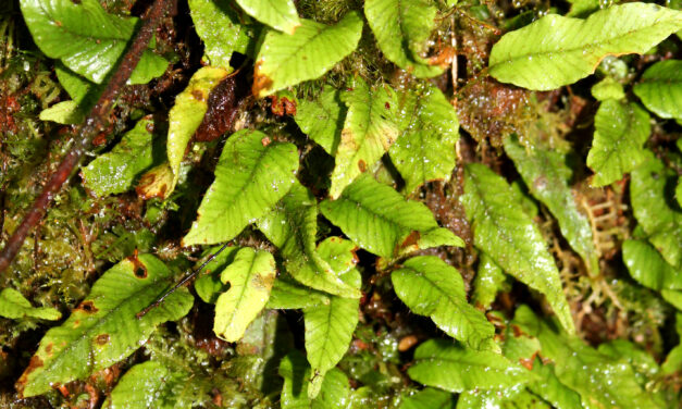 Elaphoglossum heteromorphum