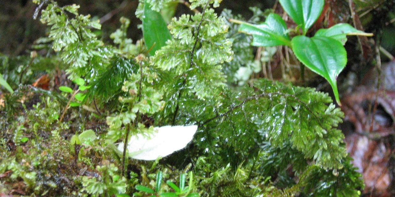 Hymenophyllum hirsutum