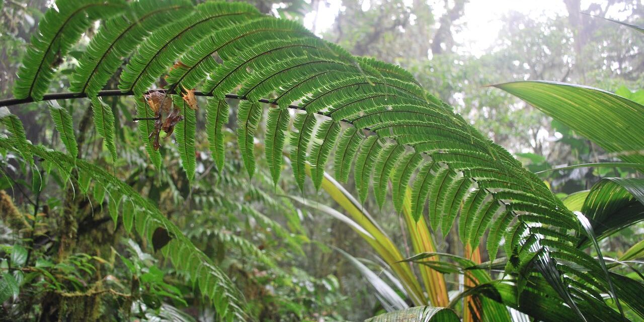 Steiropteris decussata var. decussata