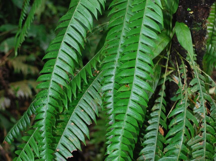 Lomaridium fragile