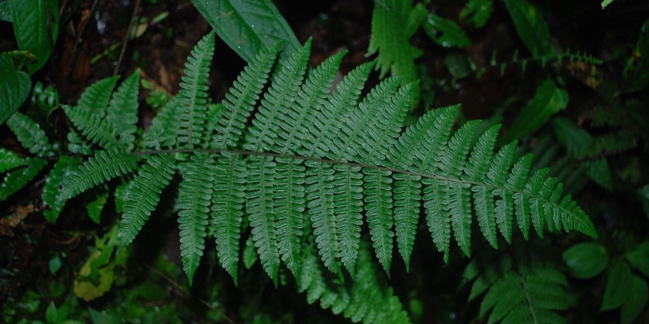 Amauropelta atrovirens