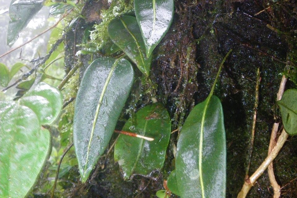 Elaphoglossum mitorrhizum