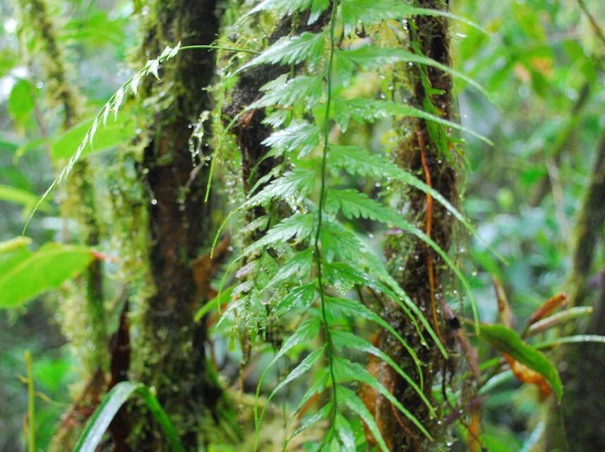 Asplenium cuspidatum