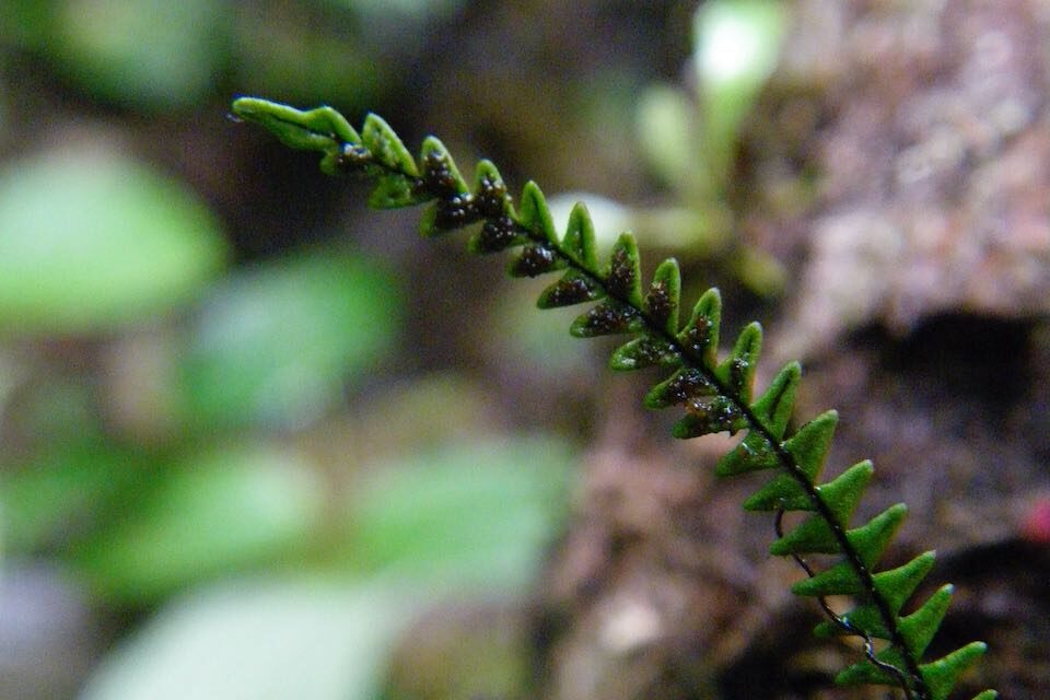 Stenogrammitis limula