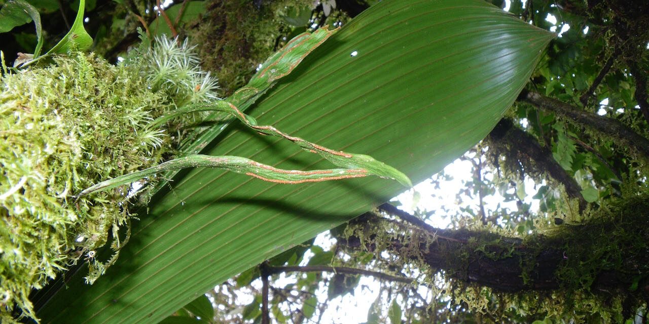 Radiovittaria remota