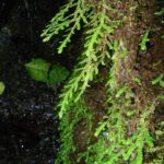 Selaginella porphyrospora
