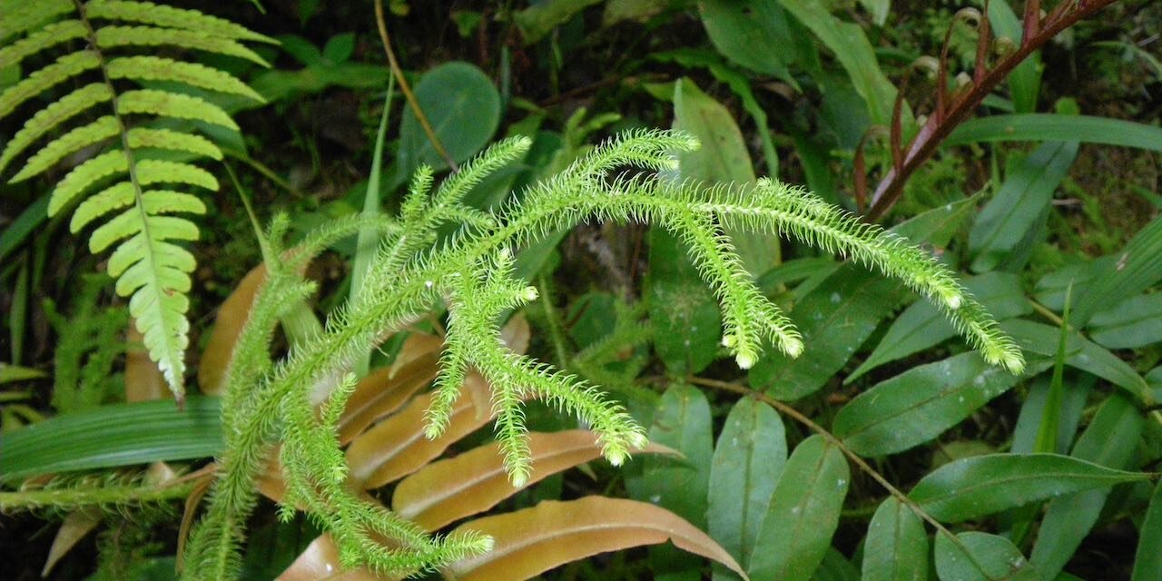 Palhinhaea cernua