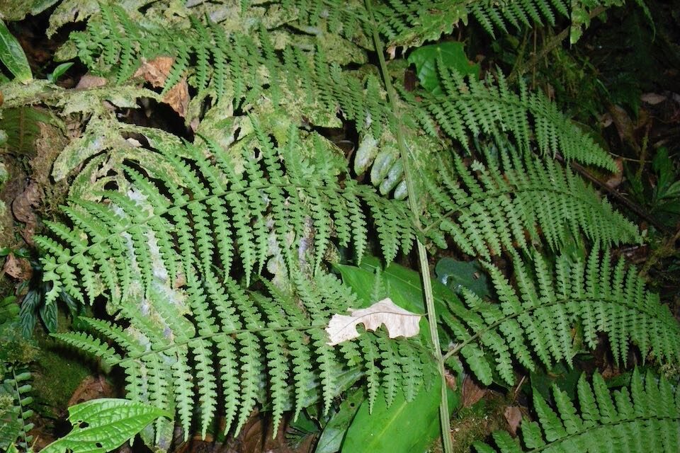 Dennstaedtia auriculata