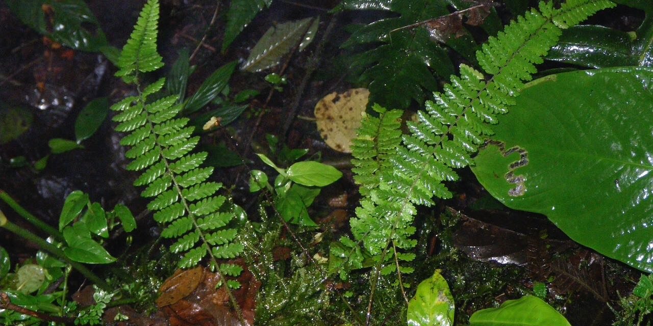 Dennstaedtia werckleana