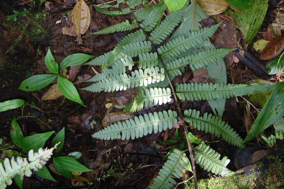 Diplazium lindbergii
