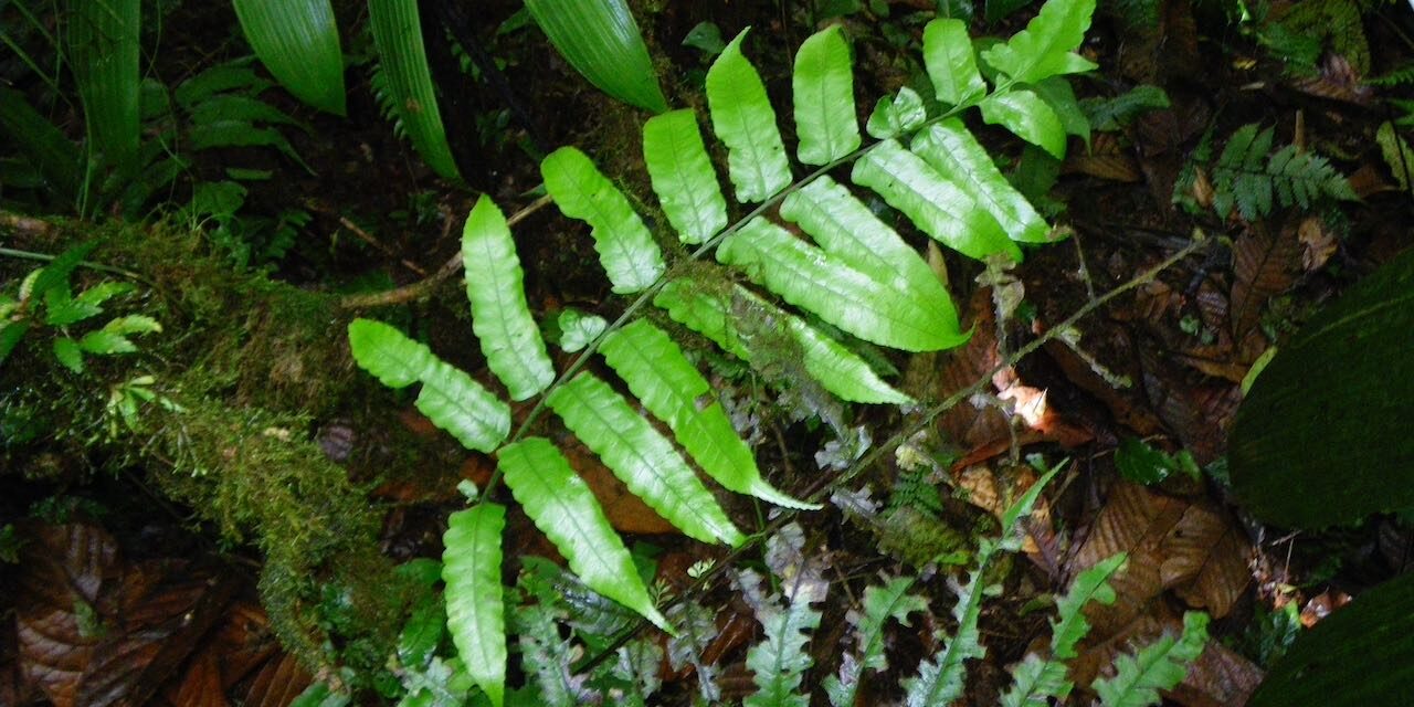 Diplazium urticifolium