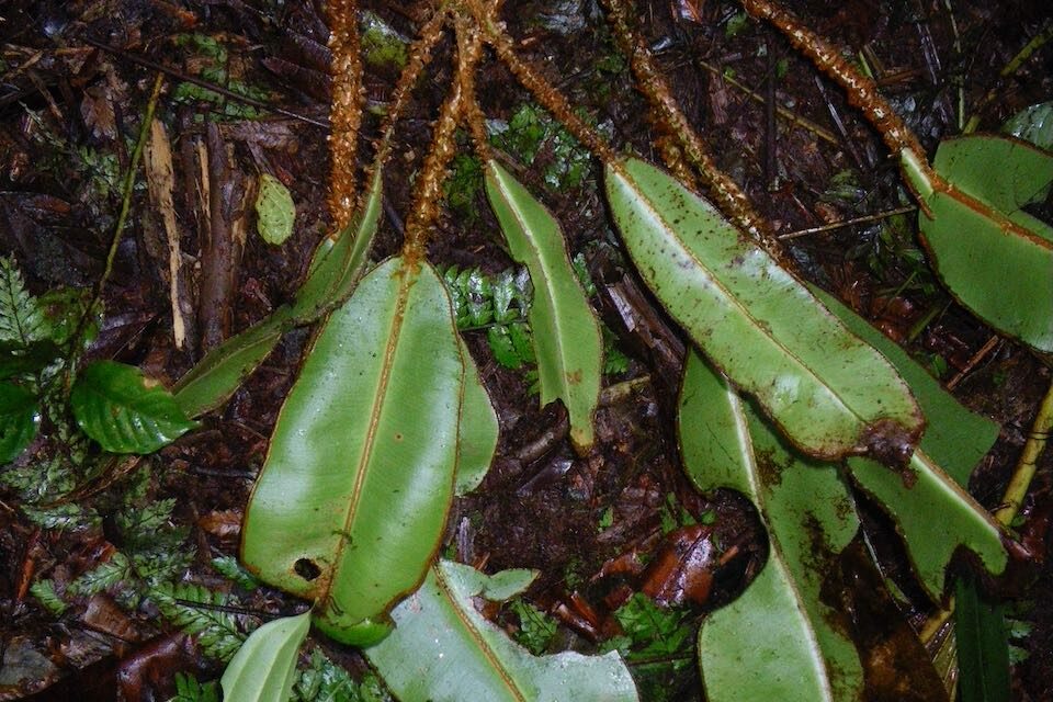 Elaphoglossum decoratum