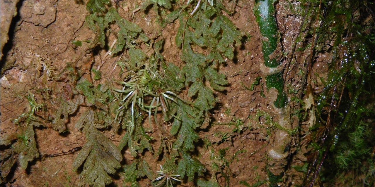 Hymenophyllum fragile