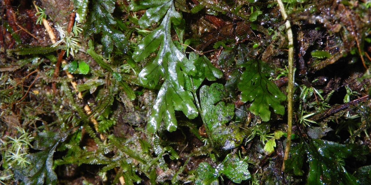 Hymenophyllum semiglabrum