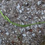 Alaskan Clubmoss – Diphasiastrum sitchense – Lycopodiaceae – Kaniksu National Forest – Boulder Meadow Trail (4) (Diphasiastrum sitchense)