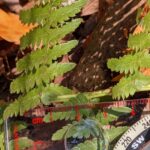 Coastal Woodfern – Dryopteris arguta – Dryopteridaceae – Willow Creek (7) (Dryopteris arguta)