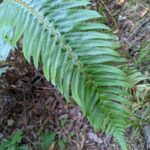 Western Sword Fern – Polystichum munitum – Dryopteridaceae – Willow Creek (4) (Polystichum munitum)