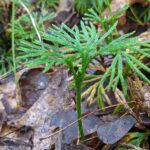 Fan Clubmoss – Diphasiastrum digitatum – Lycopodiaceae – Gandy Dancer Trail (5) (Diphasiastrum digitatum)