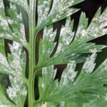 Black Spleenwort – Asplenium adiantum-nigrum – Aspleniaceae – Real Bosco di Capodimonte – Naples (3) (Asplenium adiantum-nigrum)