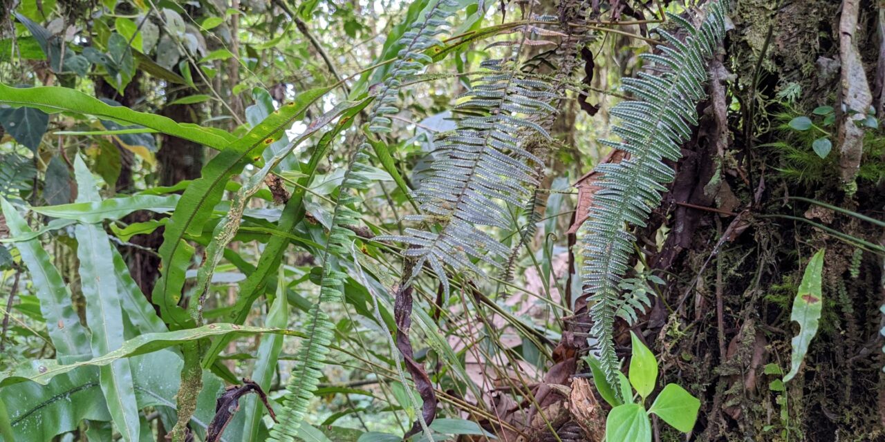Mycopteris semihirsuta