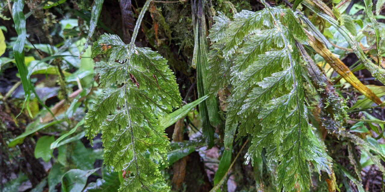 Hymenophyllum microcarpum