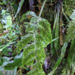 Hymenophyllum microcarpum – Tapir trail – San Isidro (2) (Hymenophyllum microcarpum)
