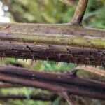 25 Semi shedding tree fern – behind shed (28) (Cyathea crenata)