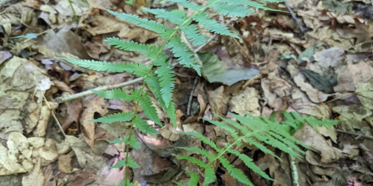 Amauropelta noveboracensis
