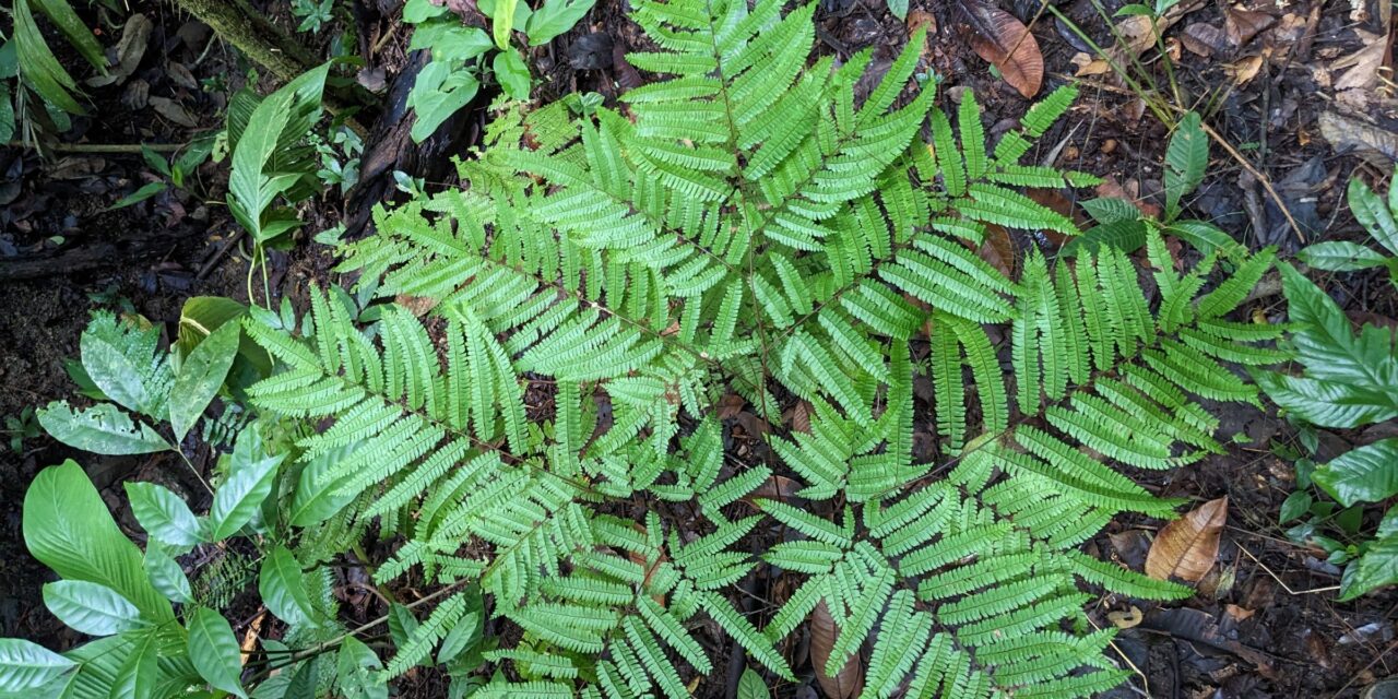 Adiantum pectinatum